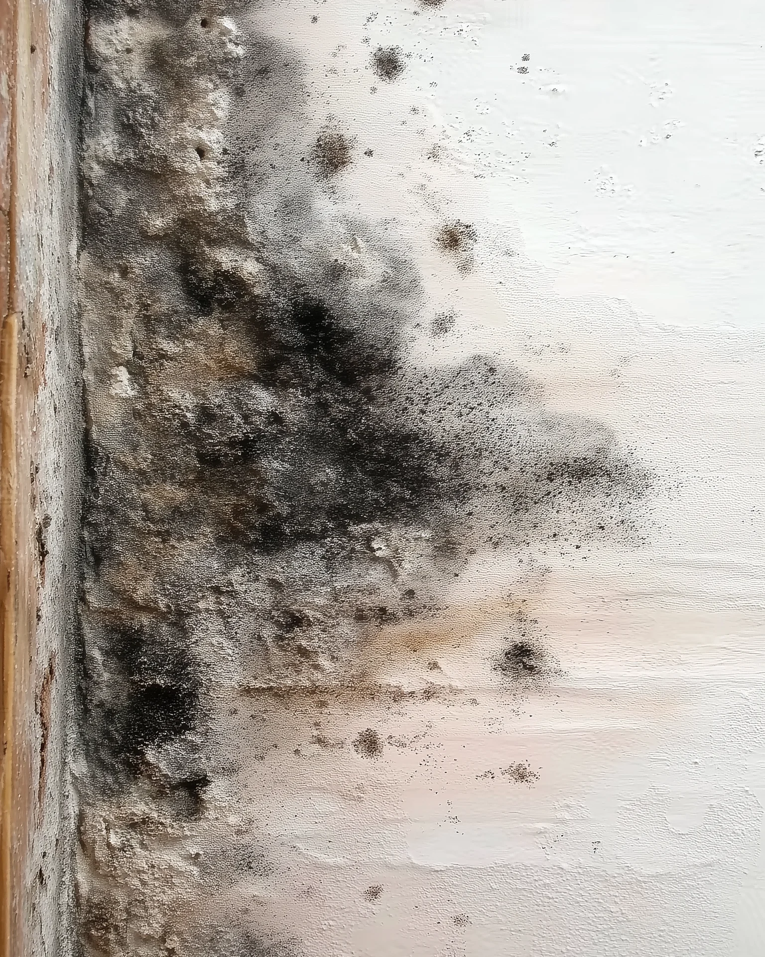 Close-up of black mold colonies on an interior wall, caused by moisture intrusion and poor ventilation.